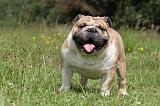 BULLDOG ANGLAIS 002